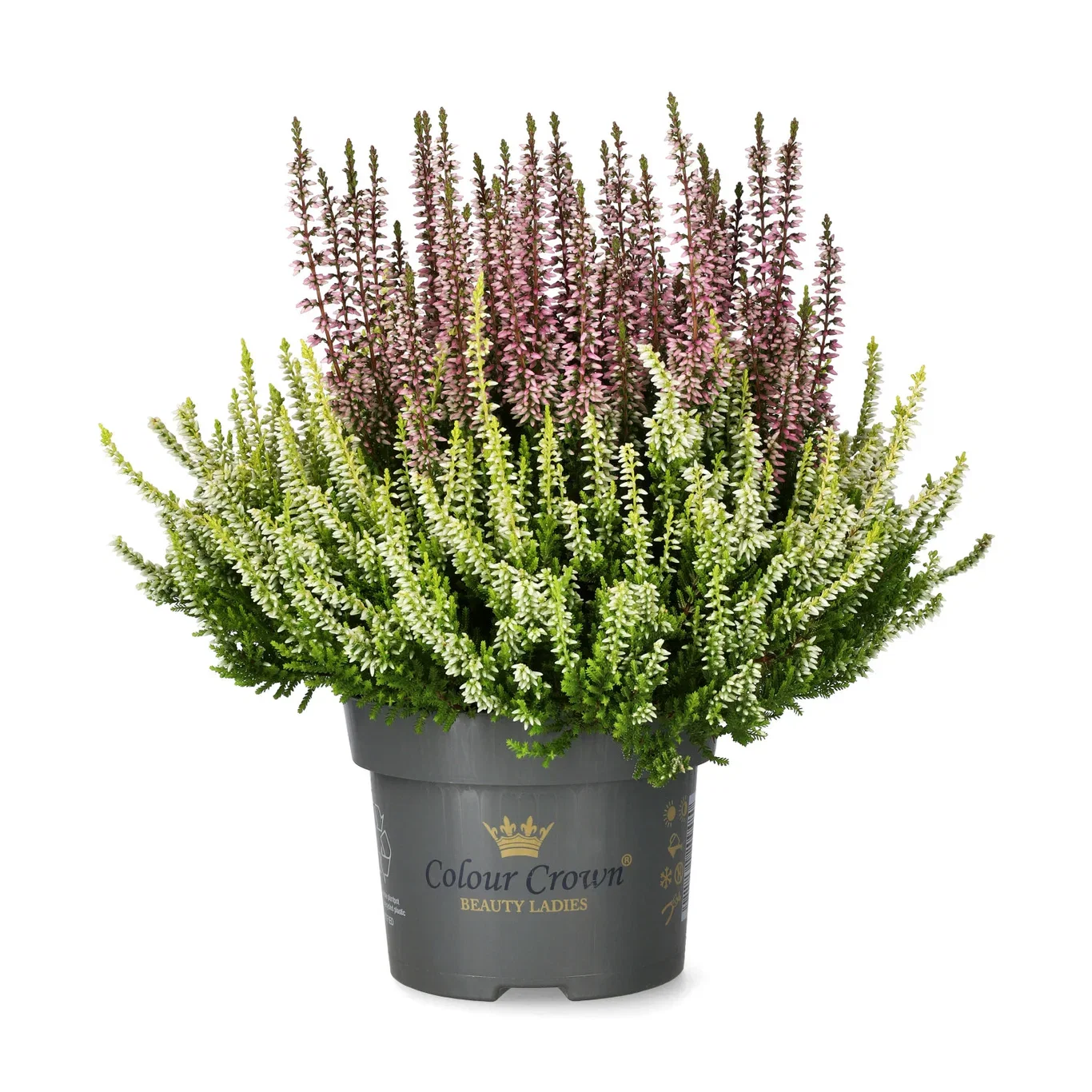 All N. Calluna 'Colour Crown' 12 cm