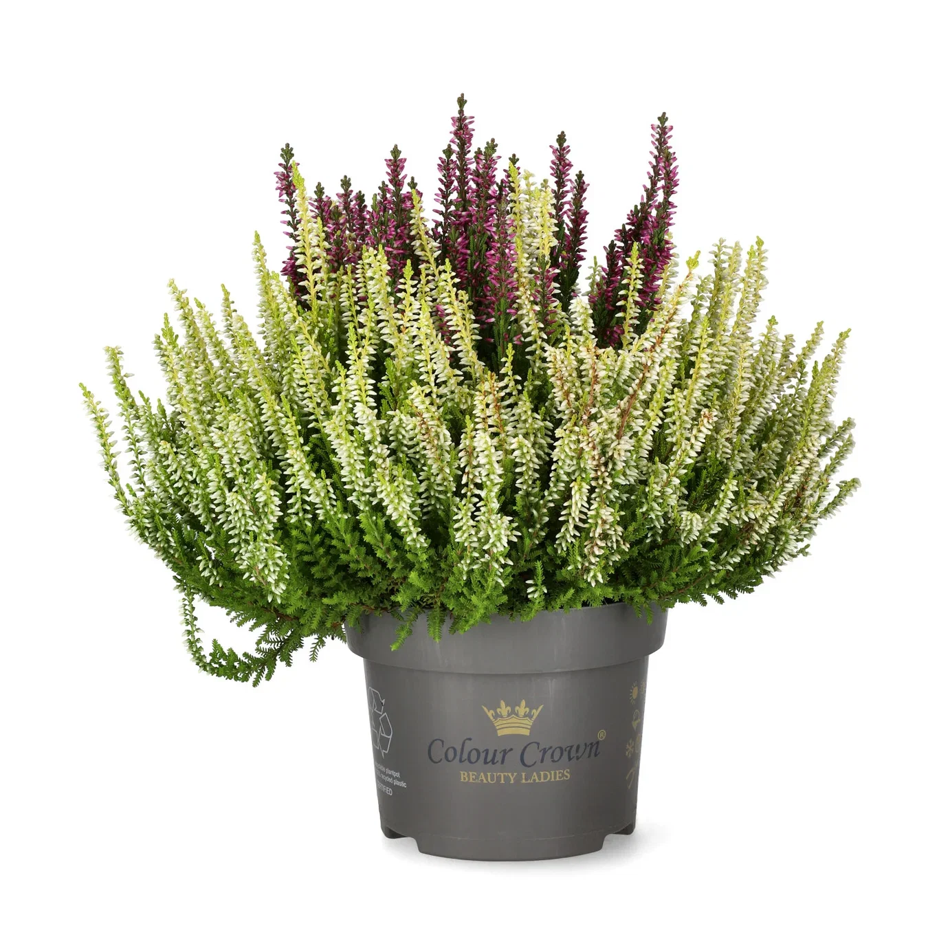 All N. Calluna 'Colour Crown' 12 cm