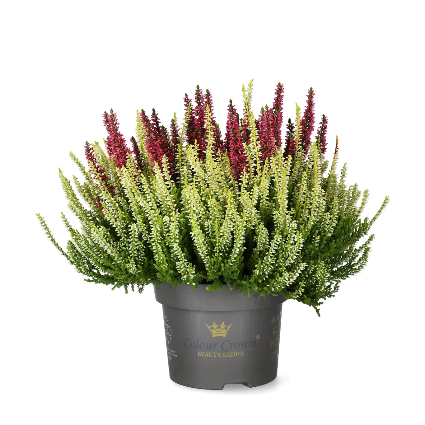 All N. Calluna 'Colour Crown' 12 cm