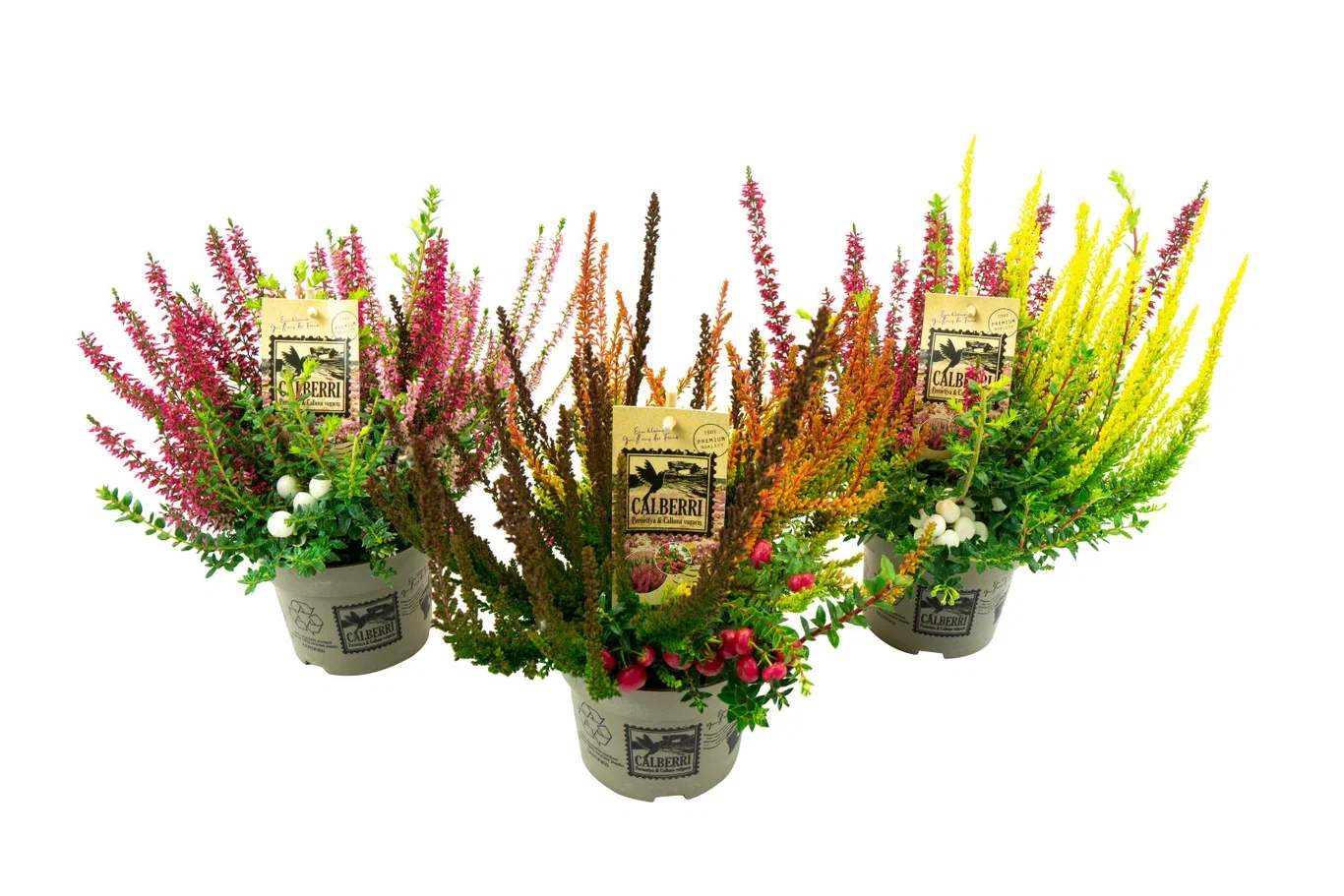 All N. Calluna 'Calberry' 12 cm