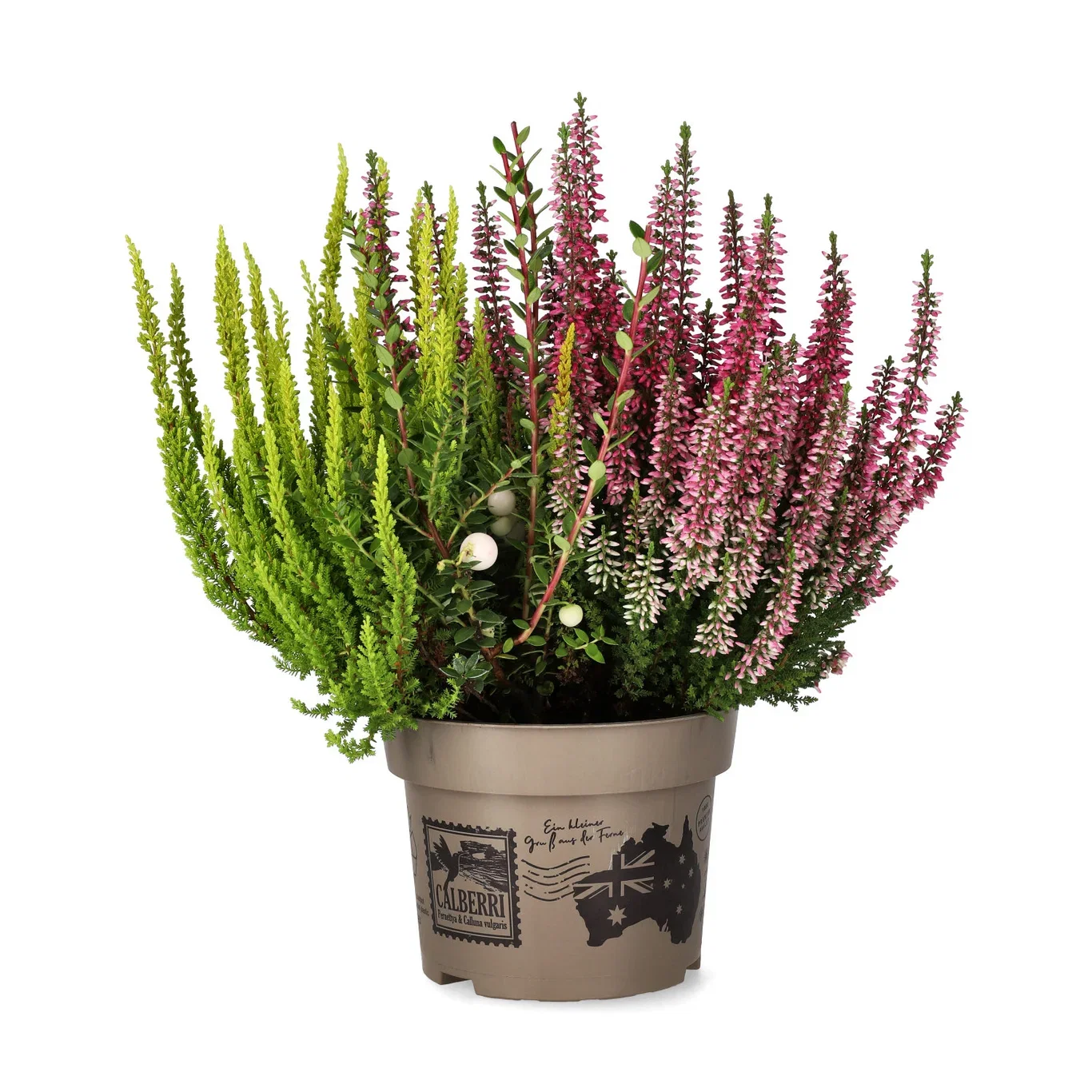 All N. Calluna 'Calberry' 12 cm