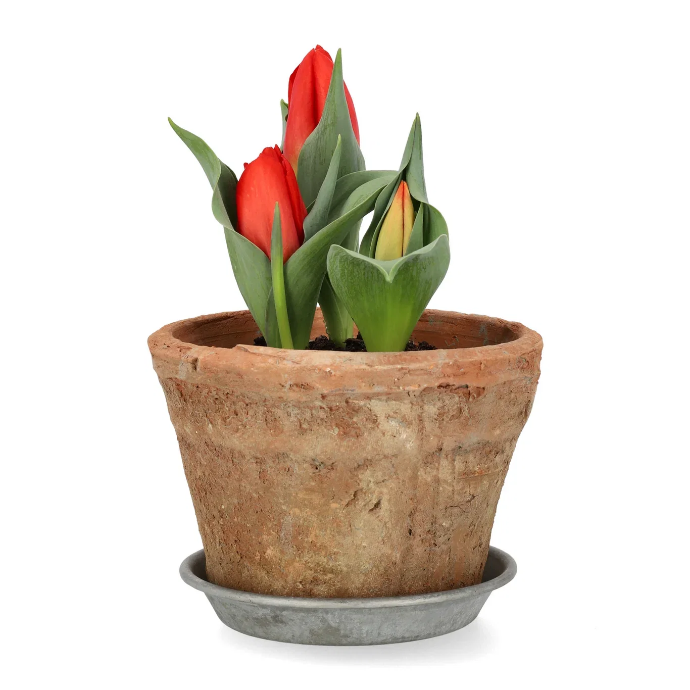 Tulipa 'Double You' 10,5 cm
