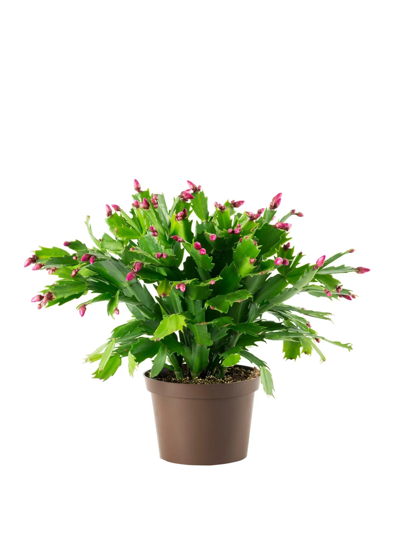 Schlumbergera 11 cm