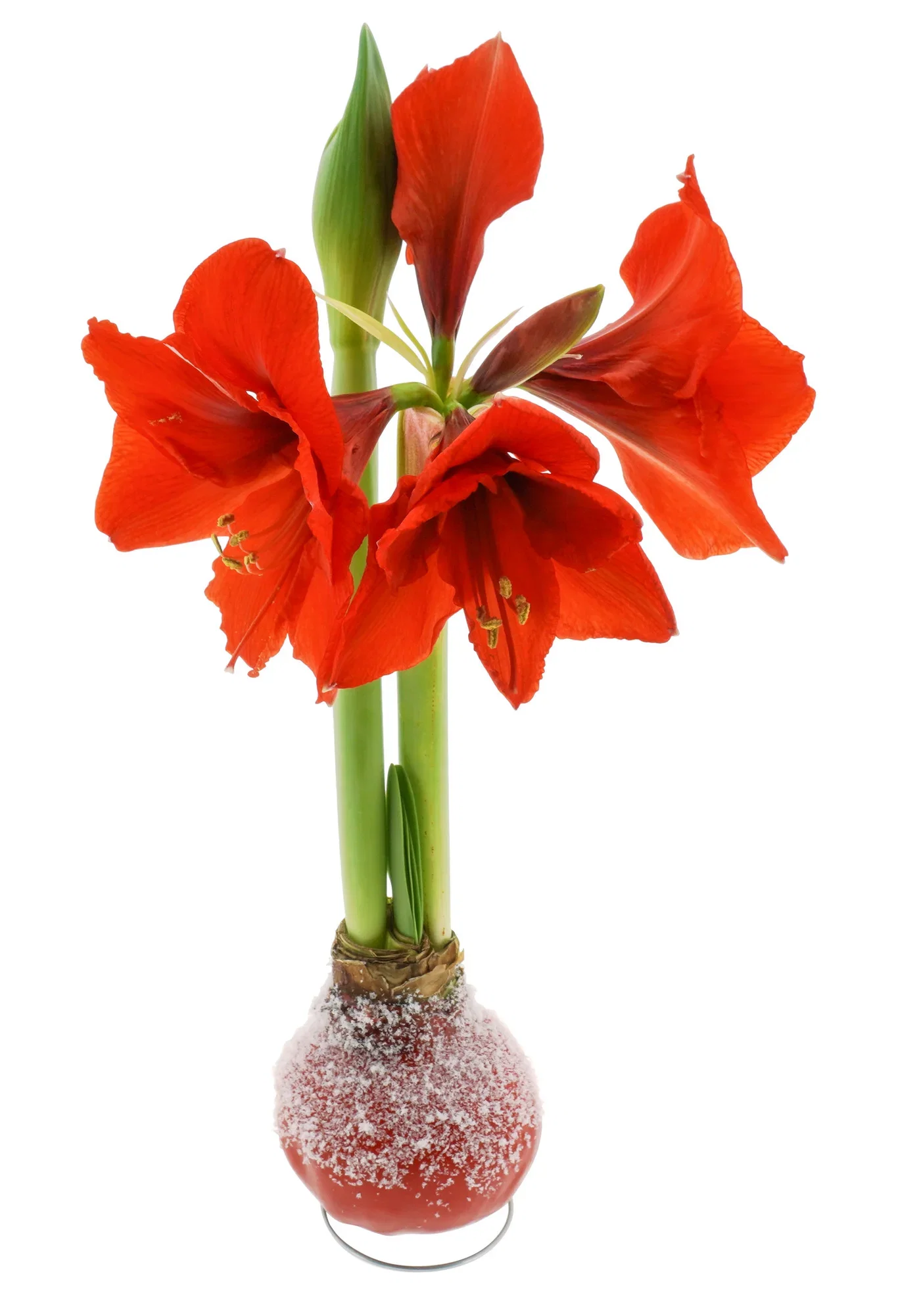 Hippeastrum Wax Snow Red