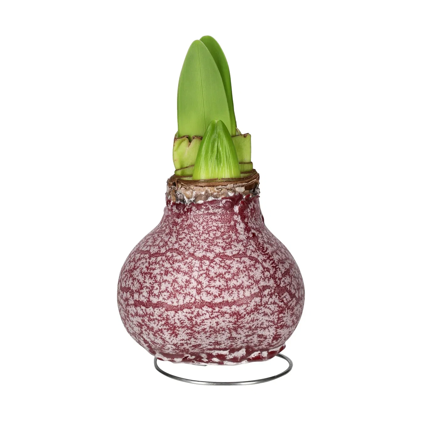 Hippeastrum Wax Marble Burgundy