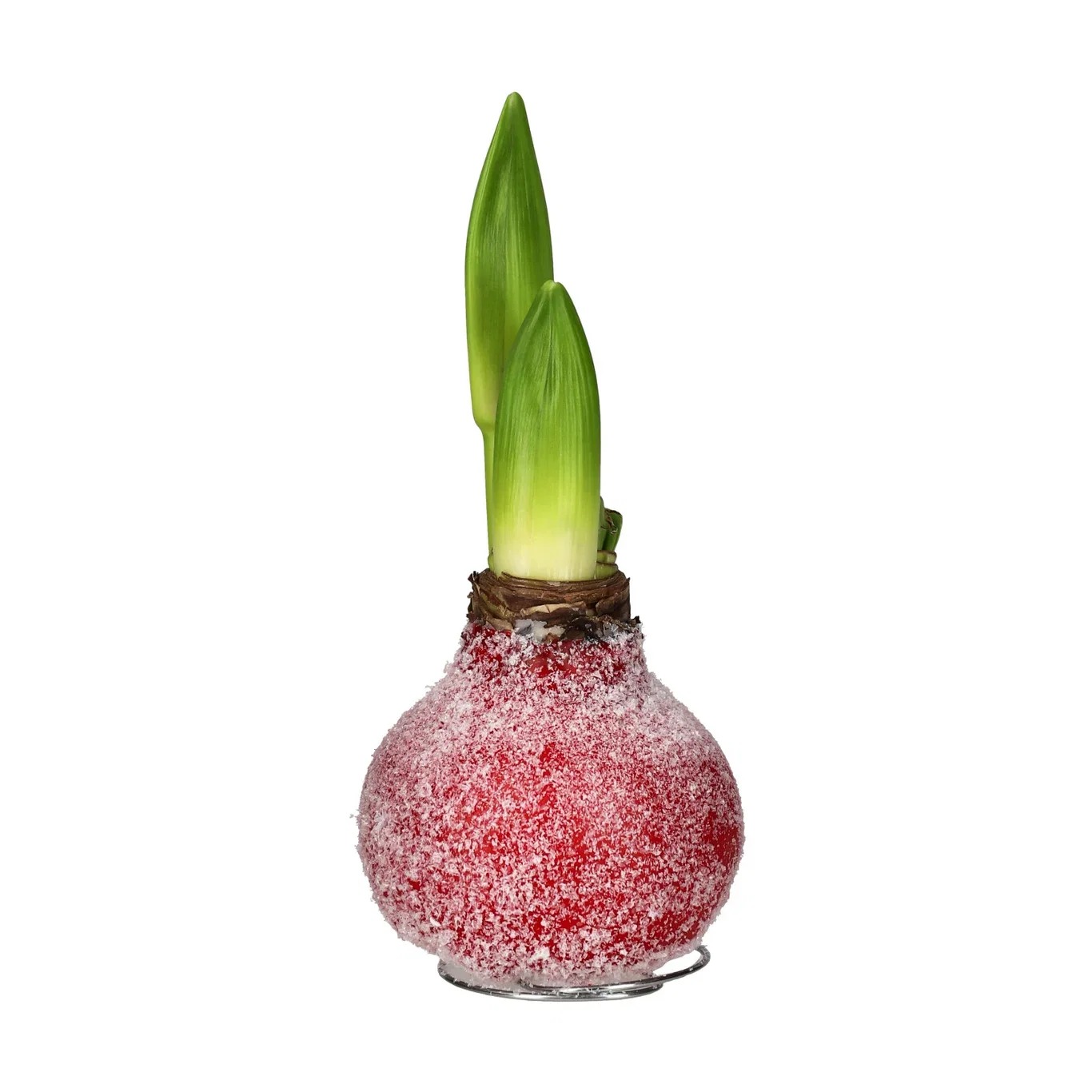 Hippeastrum Wax Snow Red