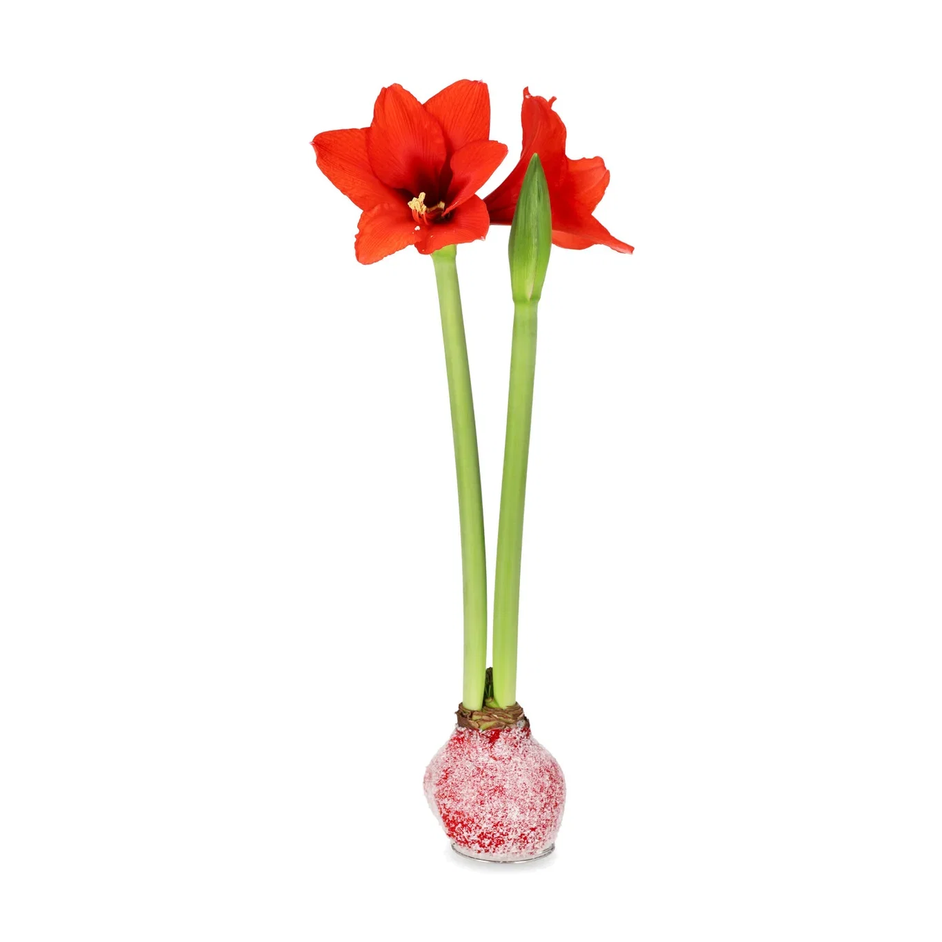 Hippeastrum Wax Snow Red
