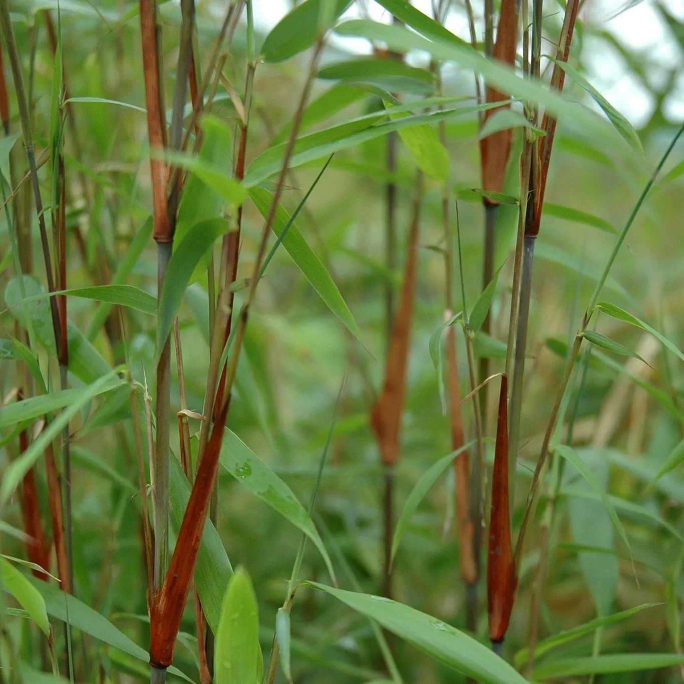 Fargesia 'Asian Wonder' C 18 XXL