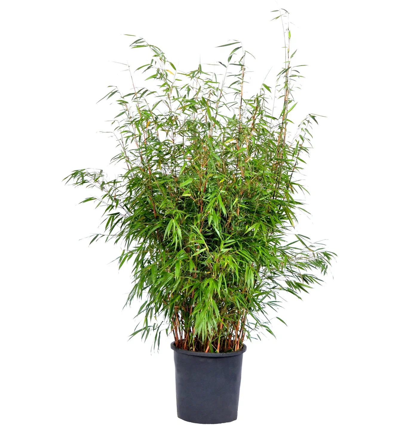 Fargesia 'Asian Wonder' C 18 XXL