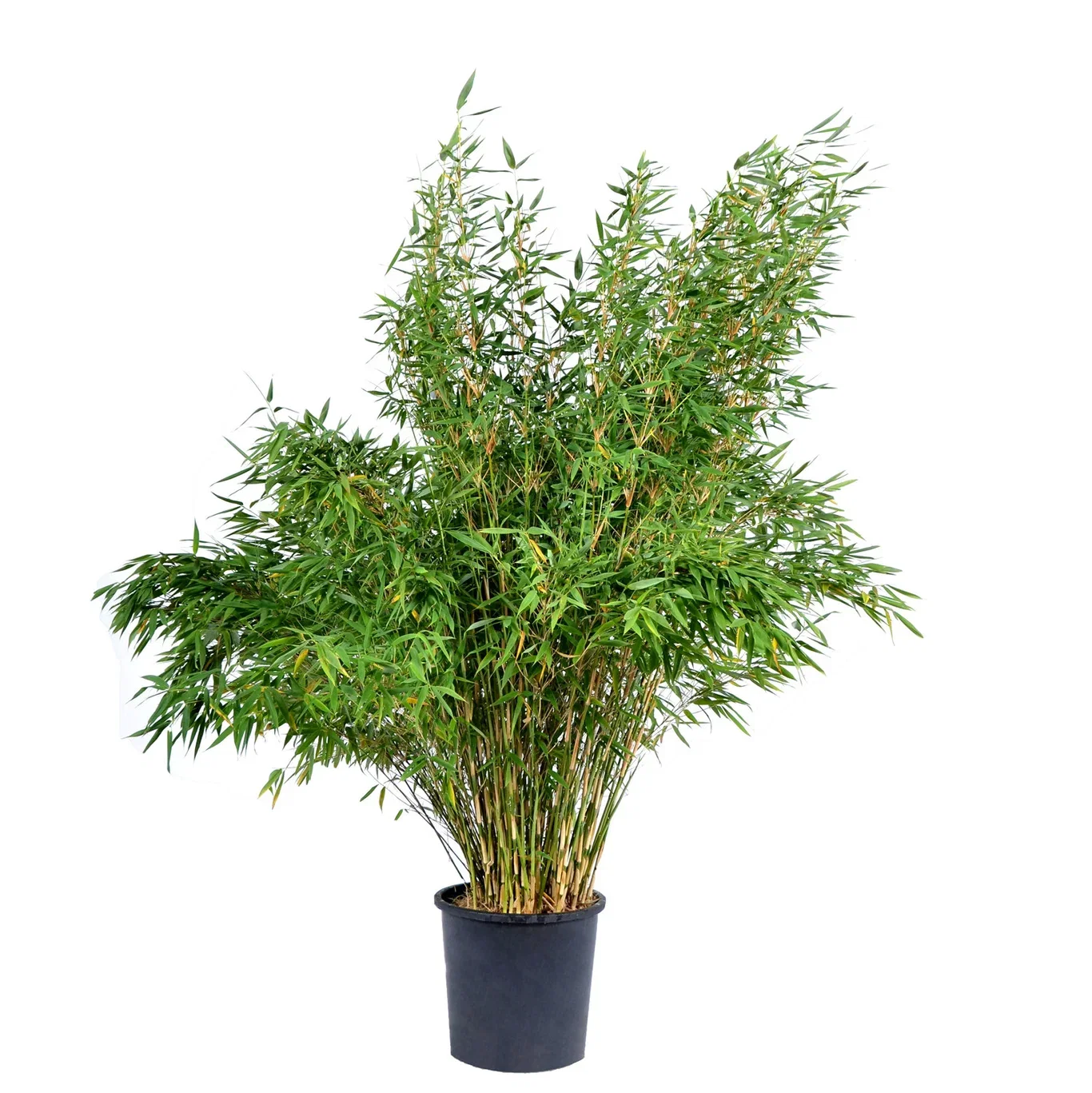 Gulrørgras 'Jumbo' XXL