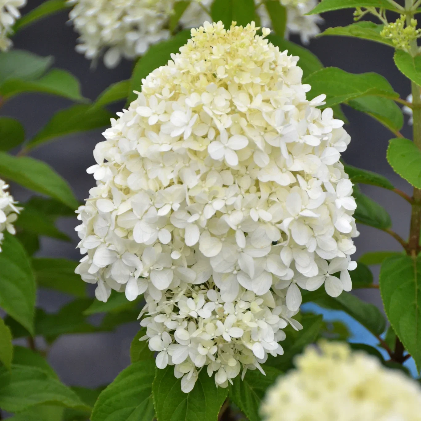 Hydrangea paniculata 'Limelight'® C 18 XXL