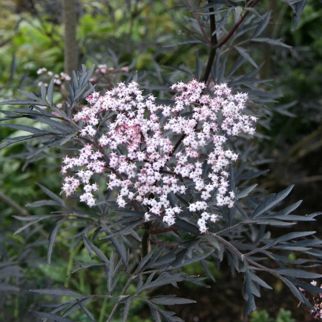 Sambucus nigra BLACK LACE® C 15 XXL