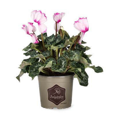 Cyclamen
