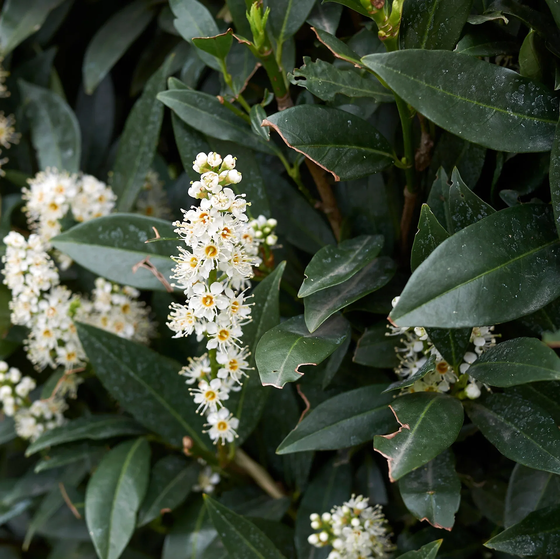 Prunus laur. 'Otto Luyken' 30-40 20cm