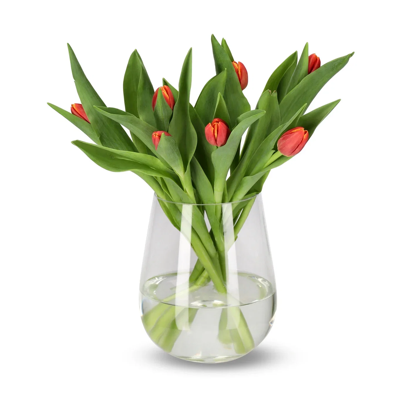 Tulips 7 pack NO