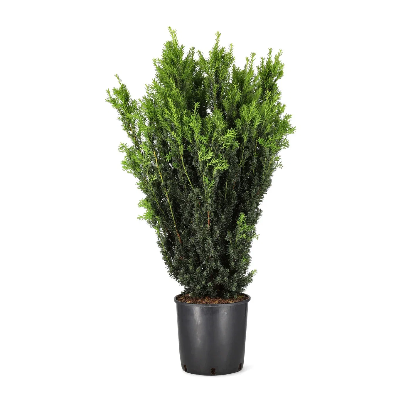 Taxus x media 'Hillii' 80-100cm 29cm