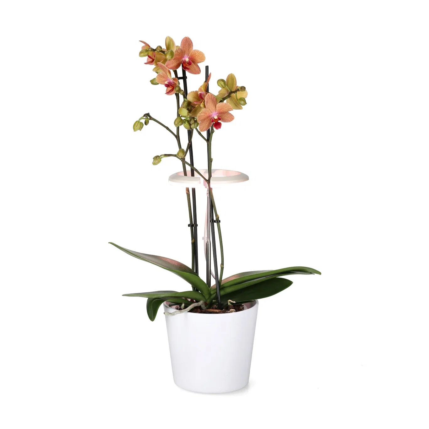 Orchid Led Lamp White 19,5CM H