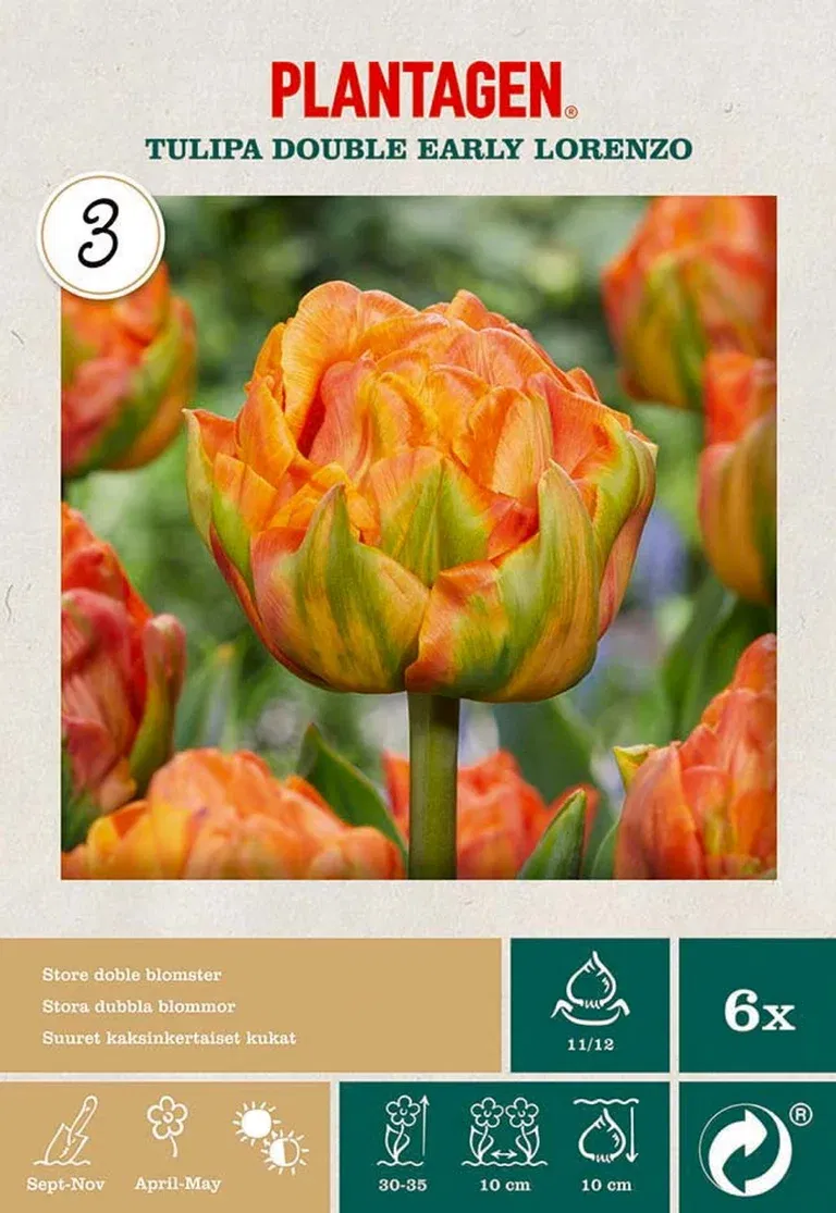 Tulipa Double Early Lorenzo