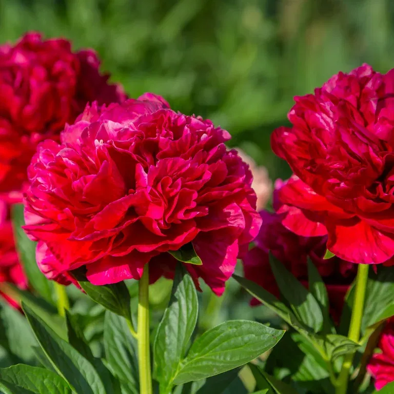 Paeonia 'Red Charm' 21cm