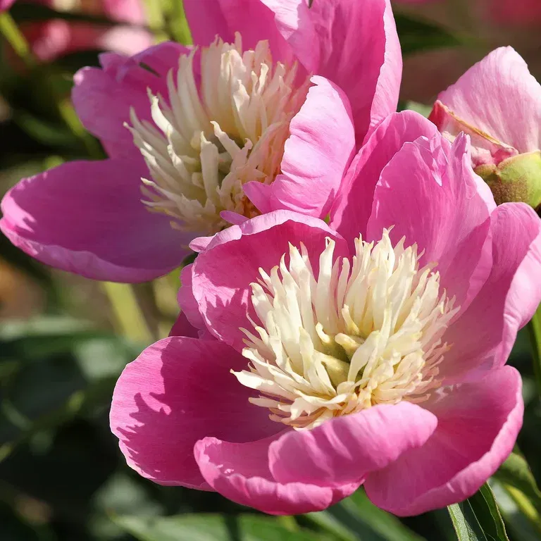 Paeonia lactiflora 'Bowl of Love' 21cm