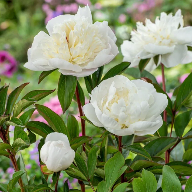 Paeonia lactiflora 'Shirley Temple' 21cm