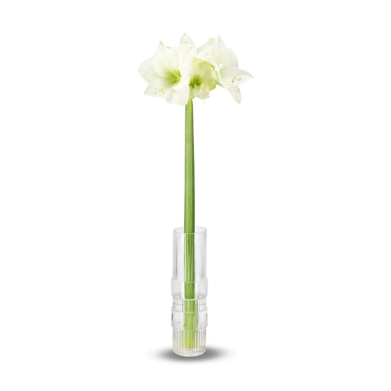Amaryllis White