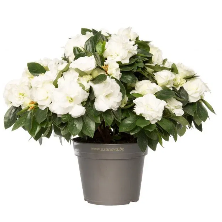 Rhododendron simsii 'Aiko White' 12 cm