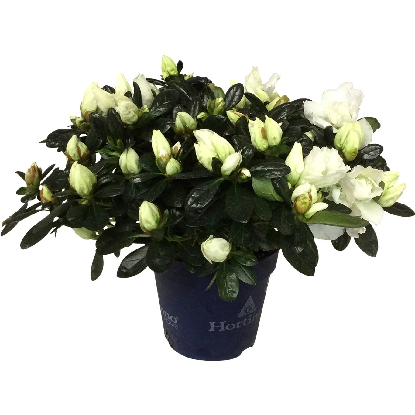 Rhododendron simsii 'Christine Belli' 12 cm