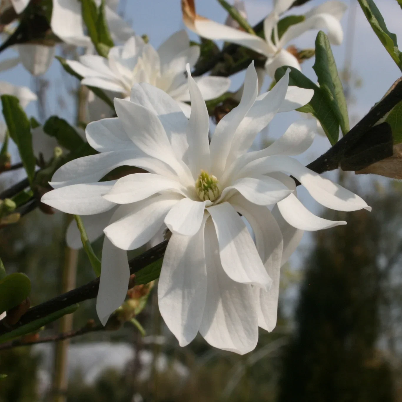 Magnolia stellata 'Royal Star' 19cm