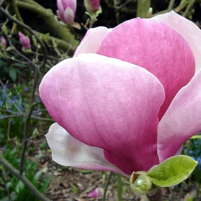 Magnolia x soulangeana 19cm