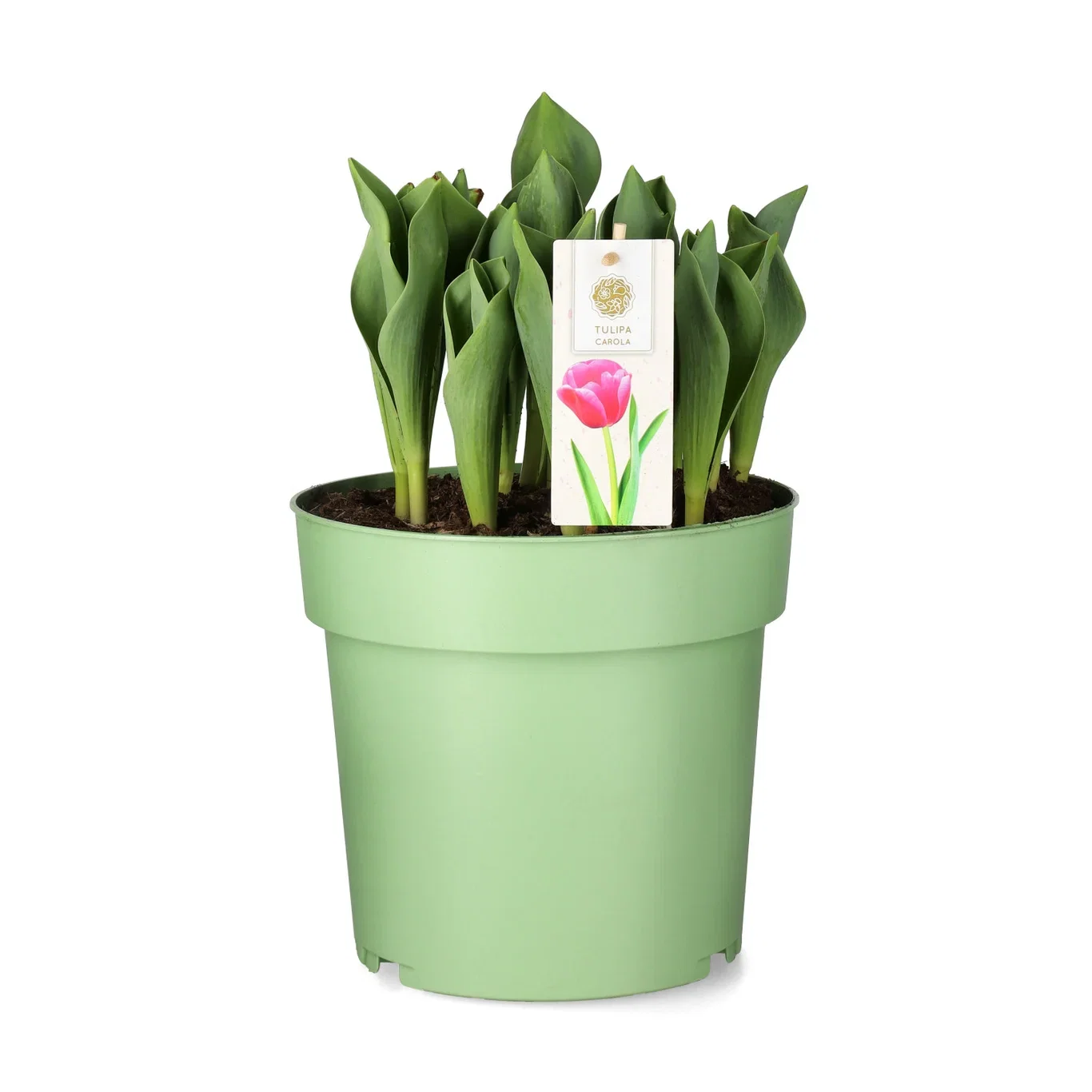 Tulipa 'Carola' 23 cm