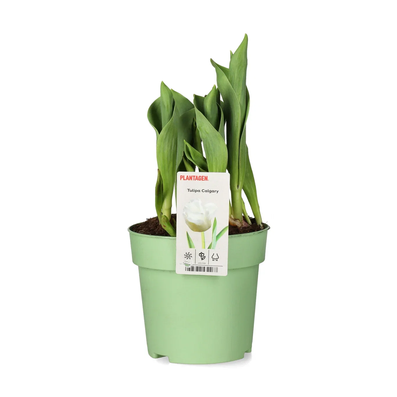 Tulipa 'Calgary' 12 cm