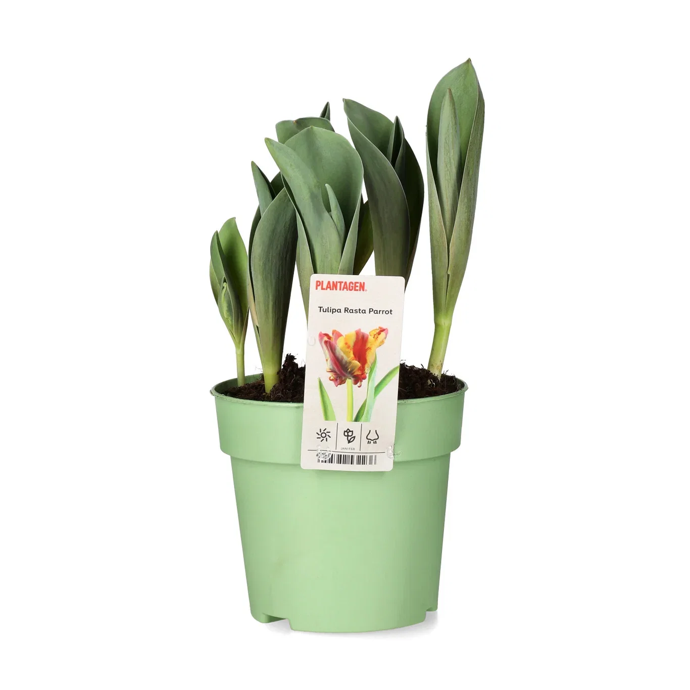 Tulipa 'Rasta Parrot' 12 cm
