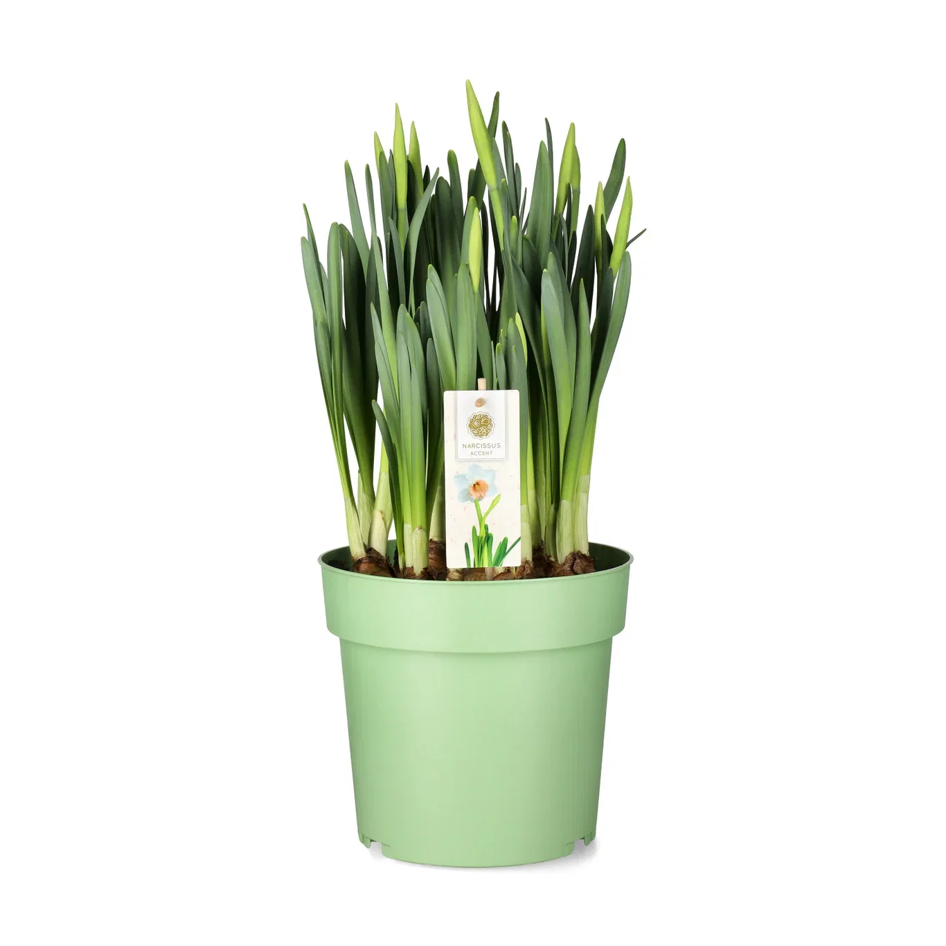 Narcissus 'Accent' 23 cm