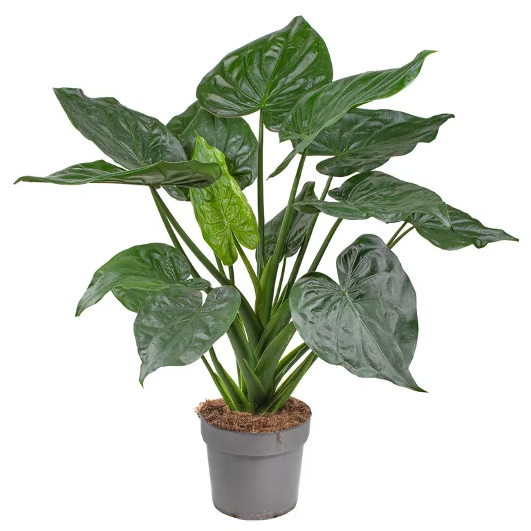 Alocasia cucullata 24 cm