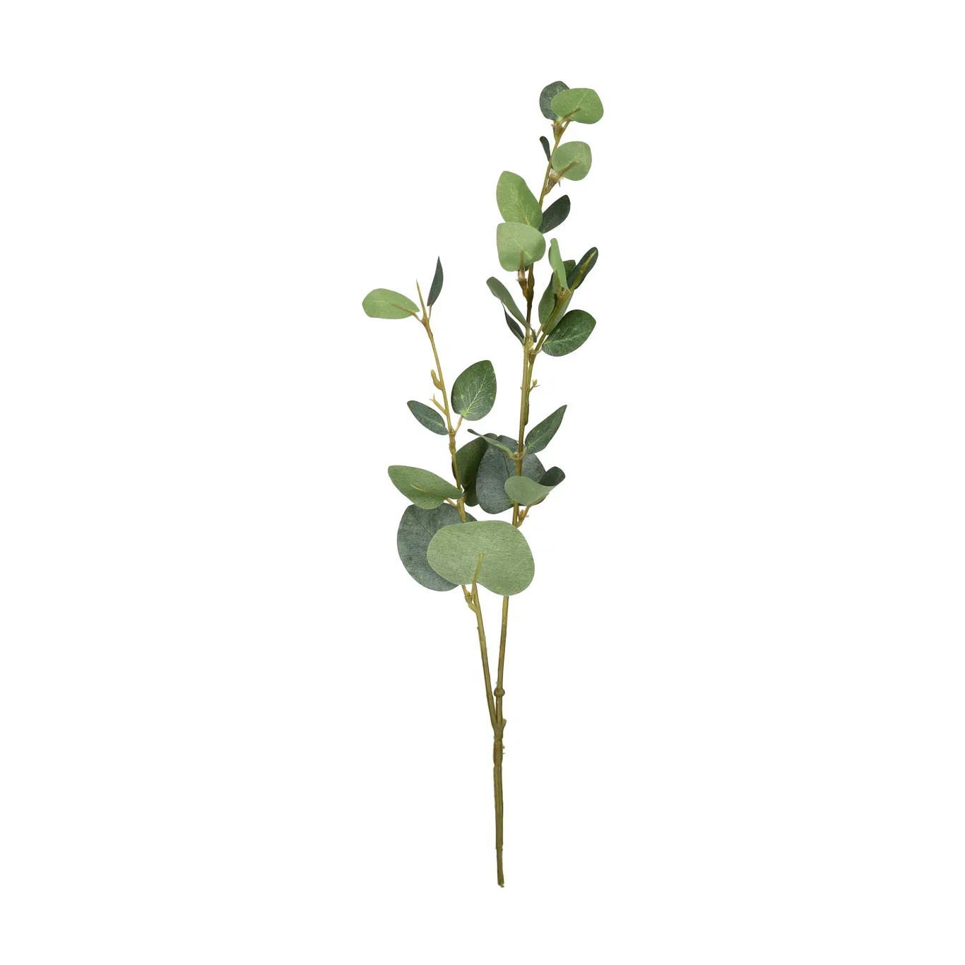 Eucalytpus cut flower H48 green