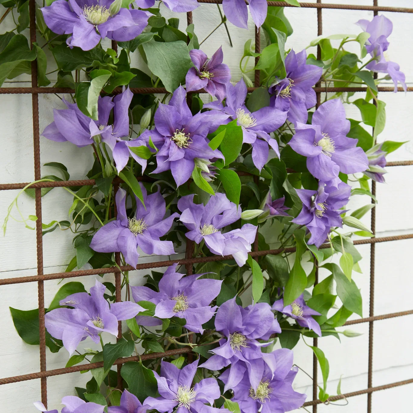 Clematis BOULEVARD® OLYMPIA™ rack 15cm