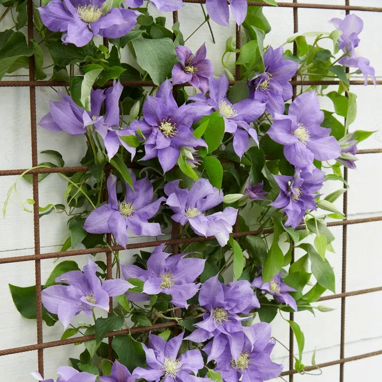 Clematis BOULEVARD® OLYMPIA™ rack 15cm