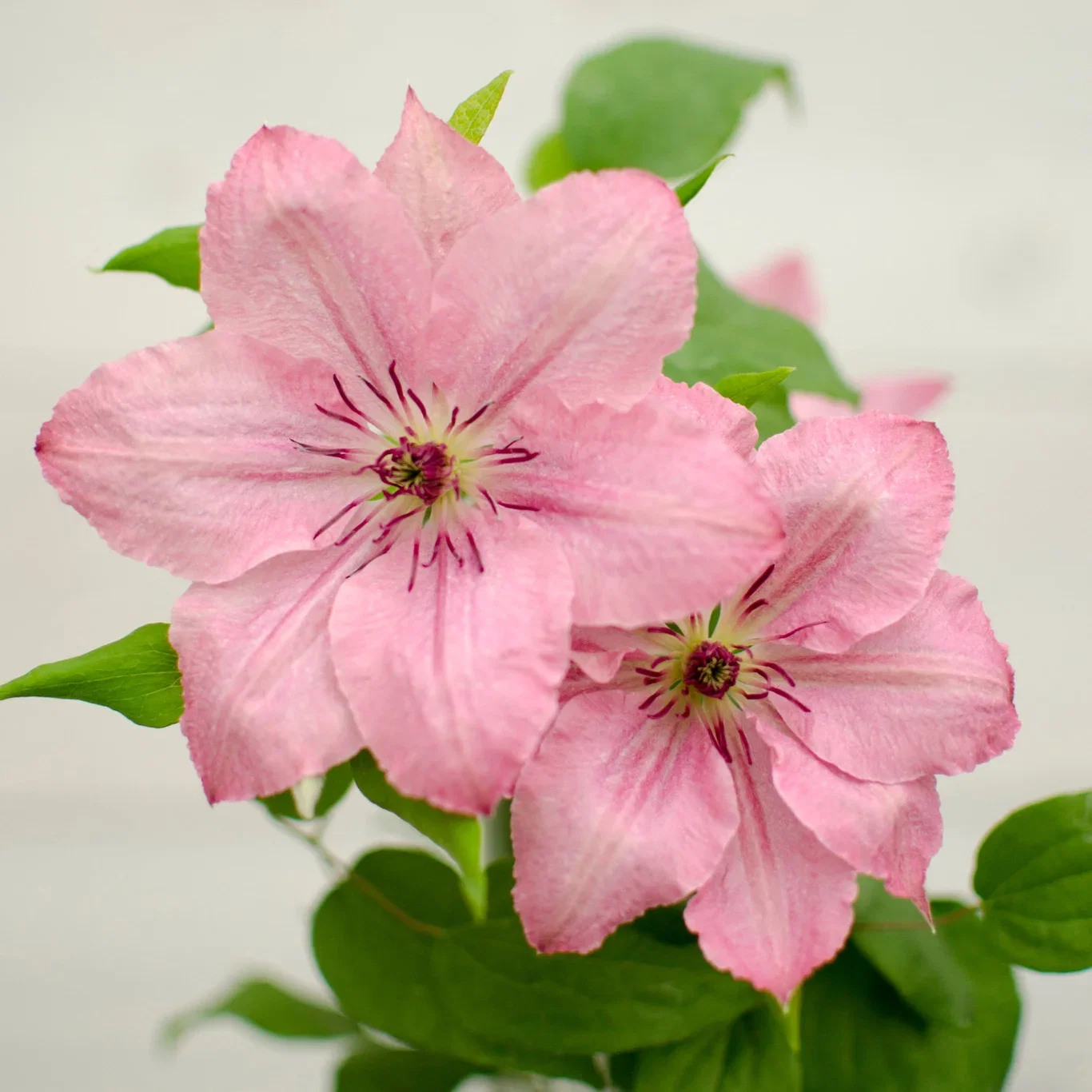 Clematis BOULEVARD® SARAH ELIZABETH™ rack 15cm