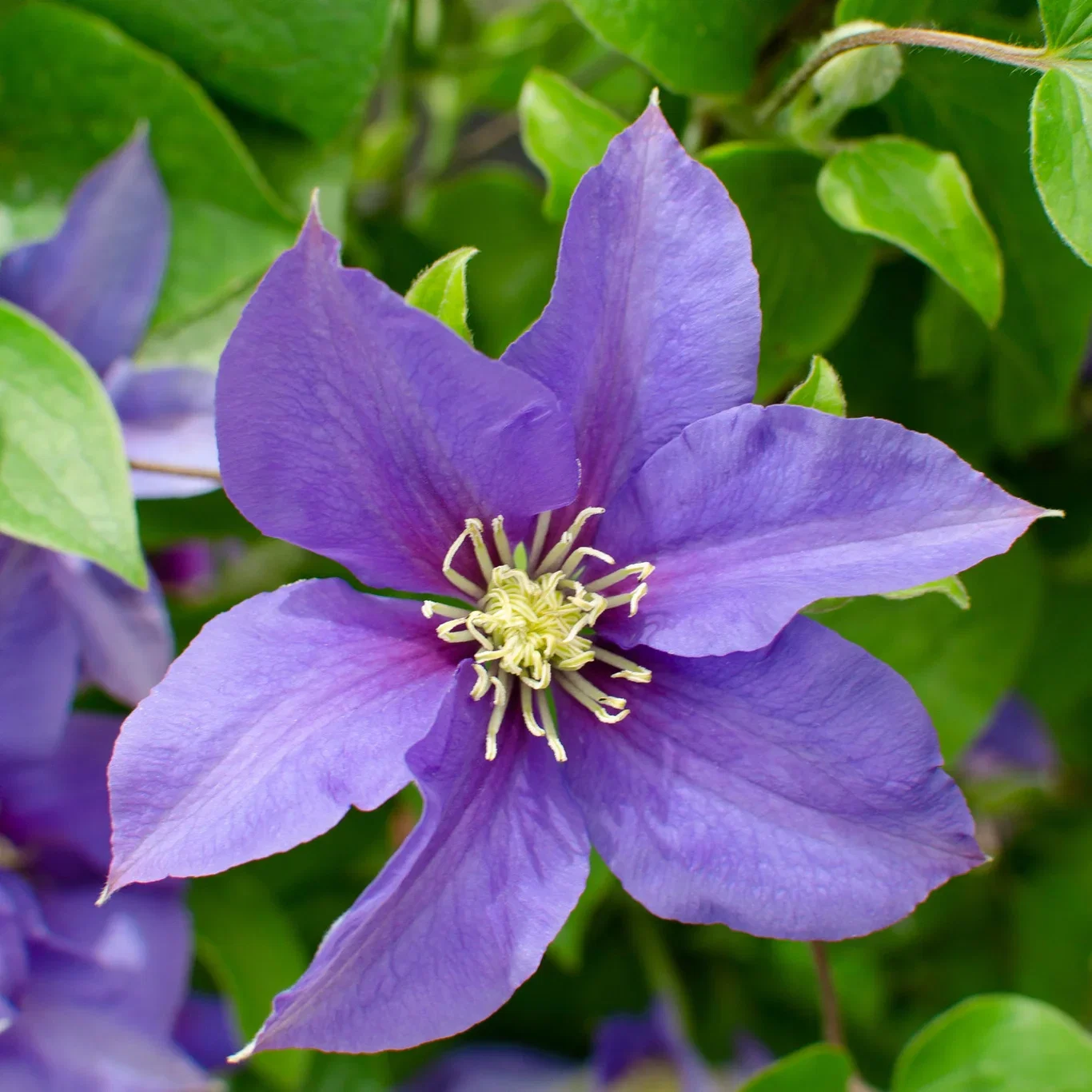 Clematis BOULEVARD® OLYMPIA™ rack 15cm