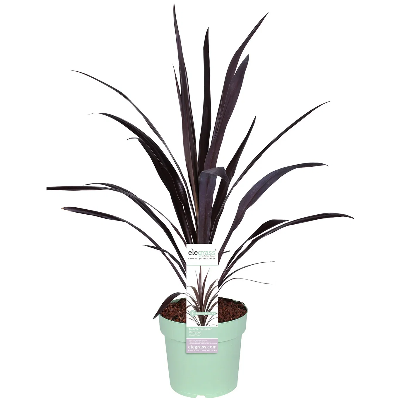 Cordyline 'Superstar' 23 cm