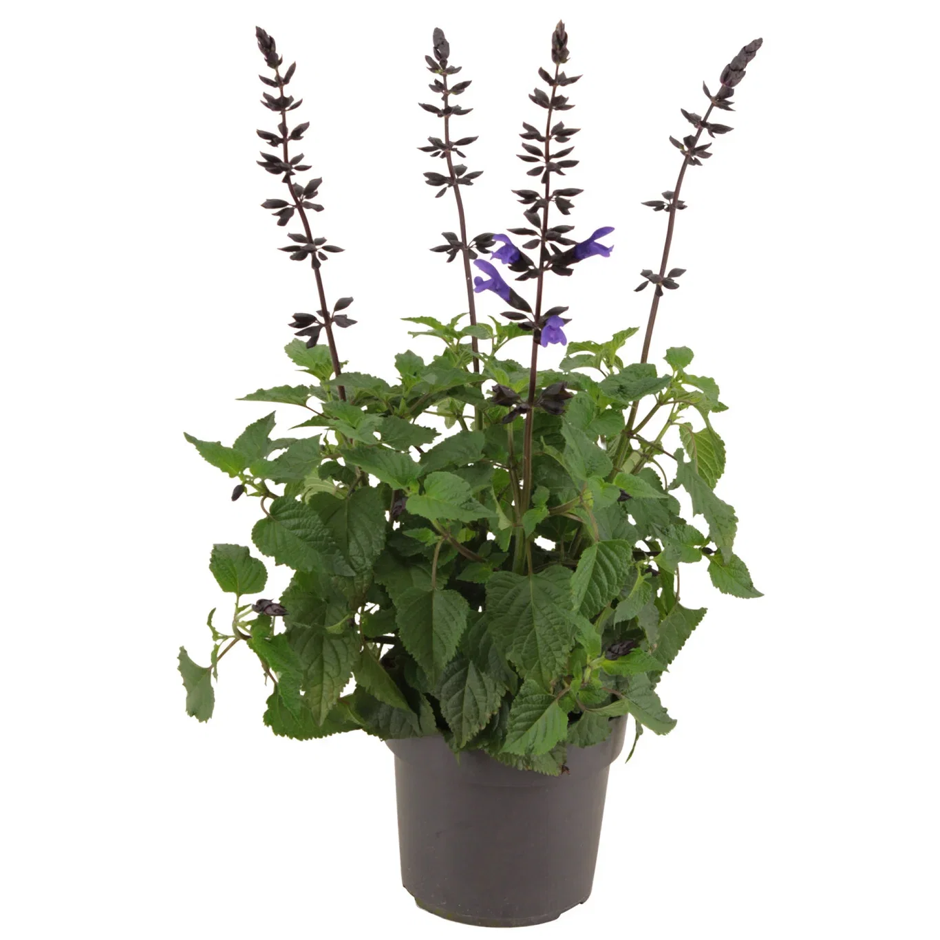 Salvia 'Lake Blueberry' 17 cm