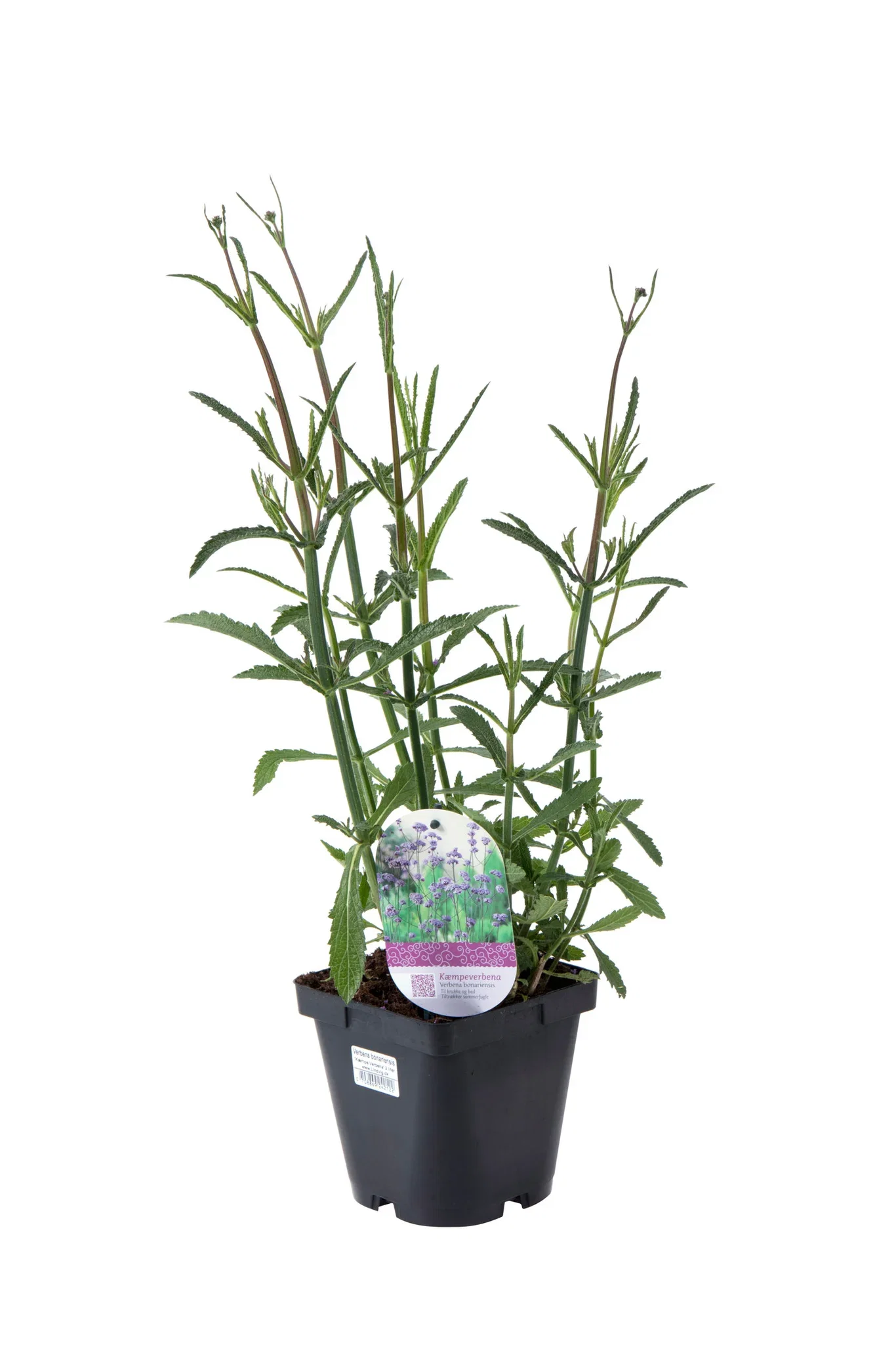 Verbena bonariensis 17 cm