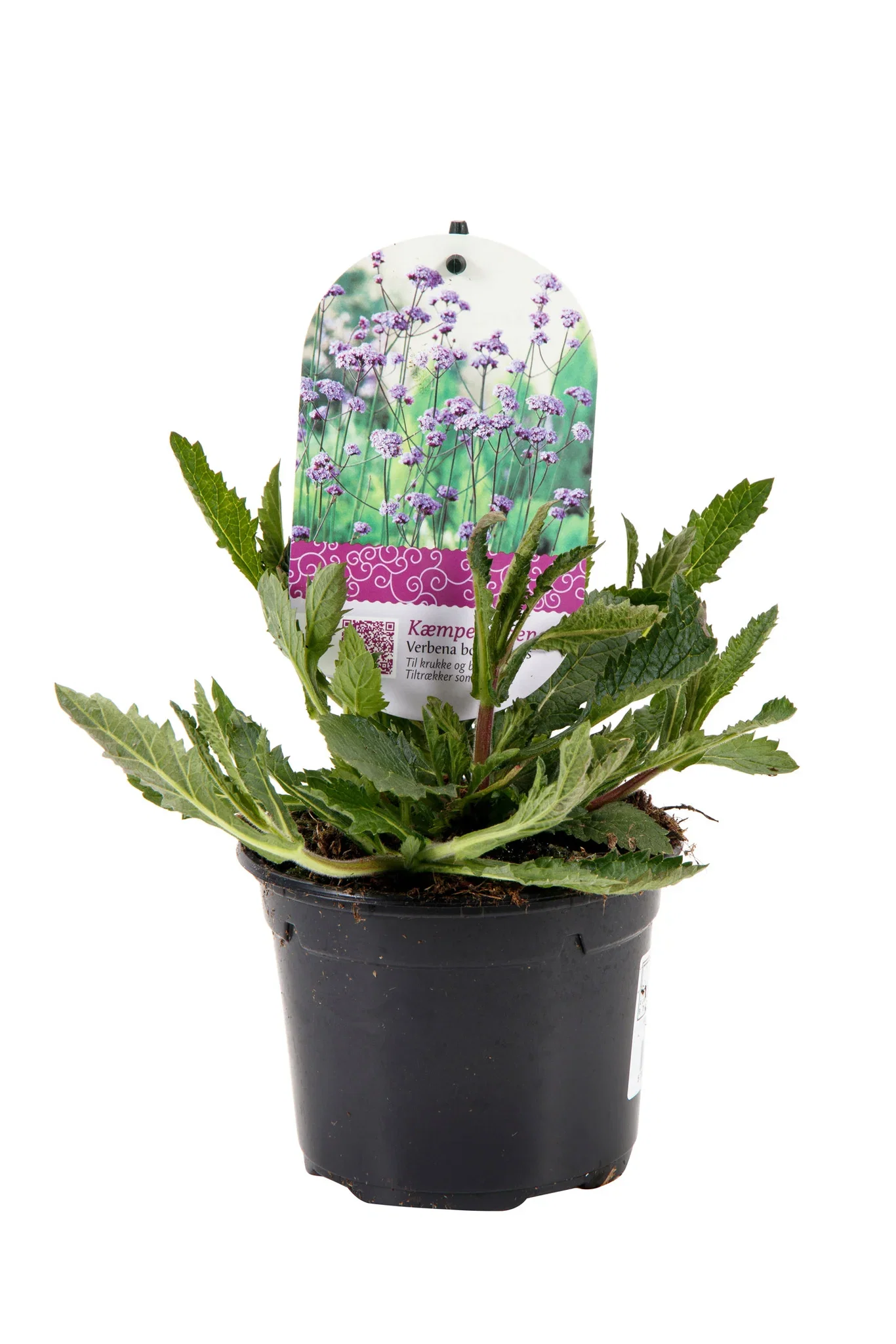 Verbena bonariensis 12 cm