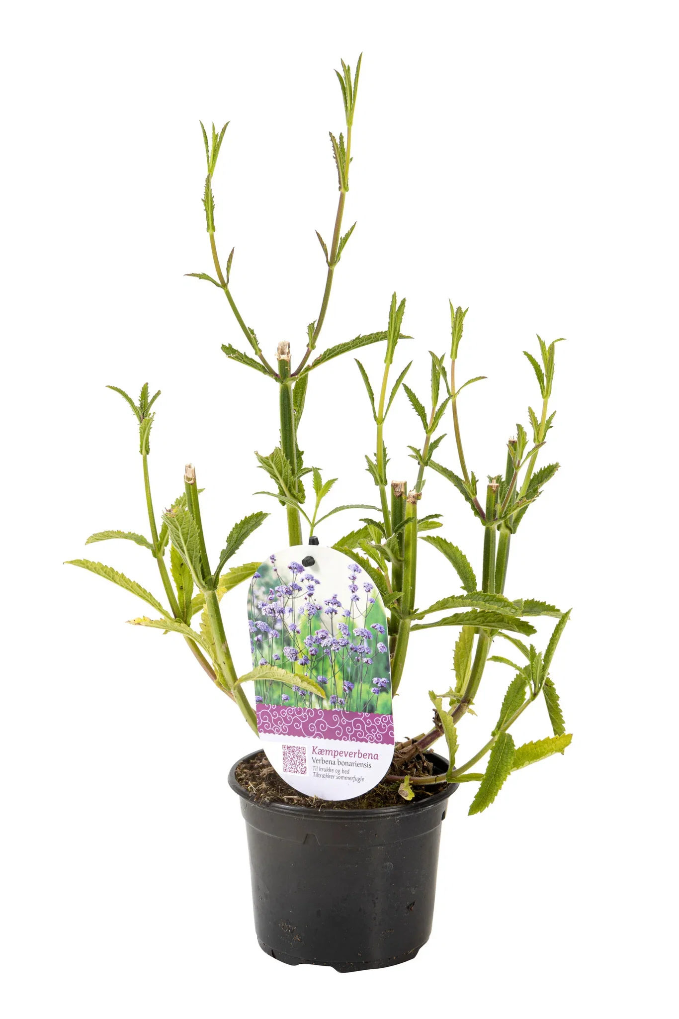 Verbena bonariensis 12 cm
