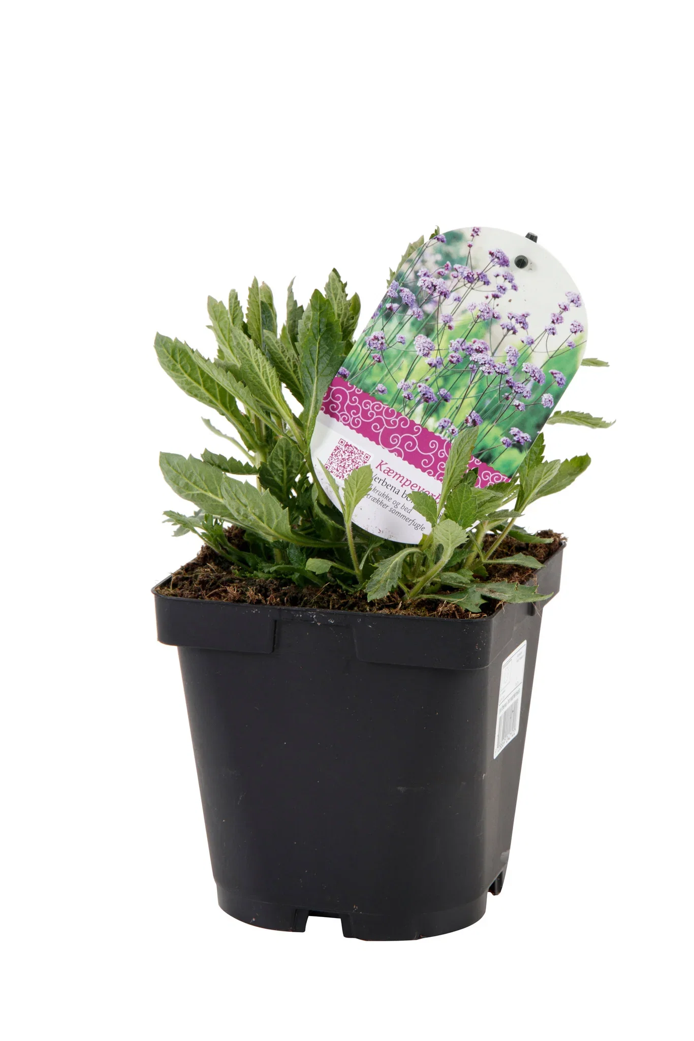 Verbena bonariensis 17 cm