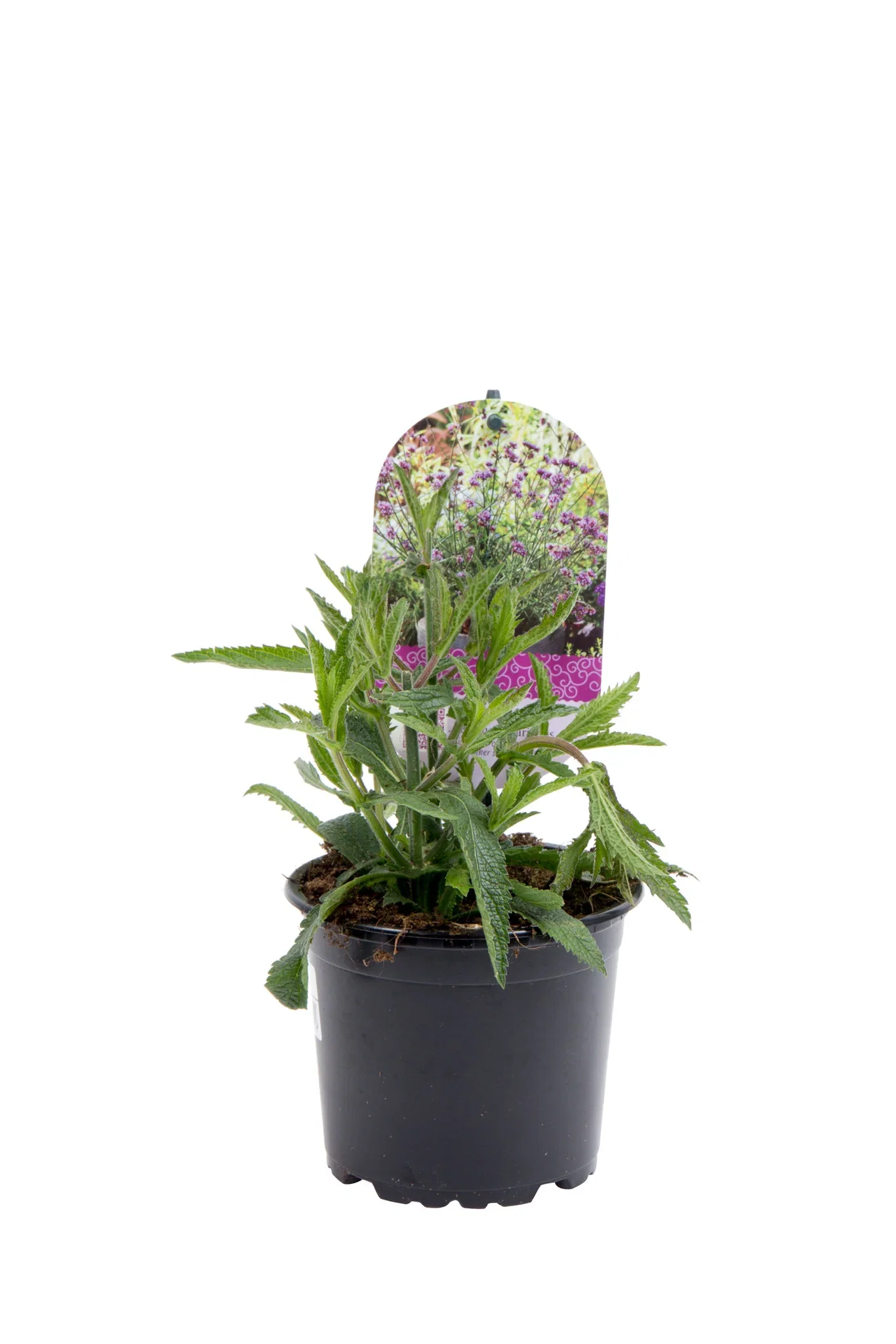 Verbena bonariensis 'Lollipop' 12 cm