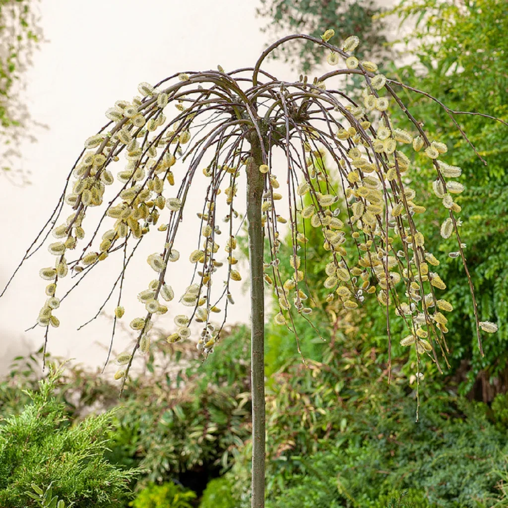 Hengeselje 'Kilmarnock'