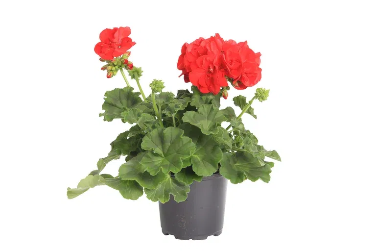 Pelargonium Calliope® M Red