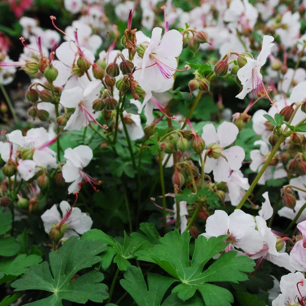 Geranium x cantabrigiense 'Biokovo' 19cm
